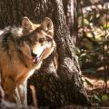 Lobo mexicano regresa a Durango; realizan segundo traslado de manada para su reintroducción