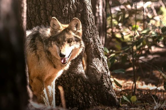 Lobo mexicano regresa a Durango; realizan segundo traslado de manada para su reintroducción