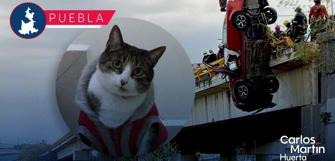 Buscan a “Mittens”, gatita desaparecida tras trágico accidente en el Periférico Ecológico