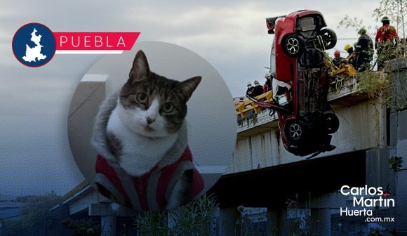 Buscan a “Mittens”, gatita desaparecida tras trágico accidente en el Periférico Ecológico