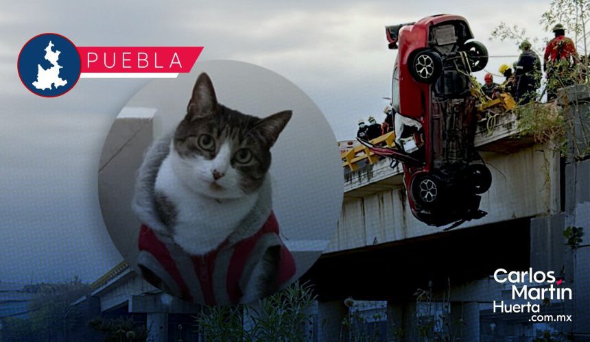 Buscan a “Mittens”, gatita desaparecida tras trágico accidente en el Periférico Ecológico