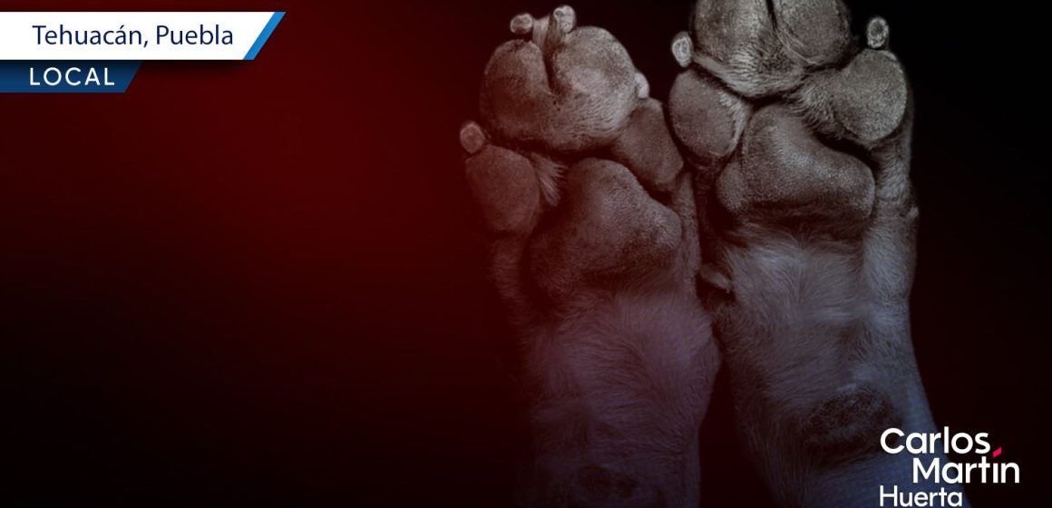 Vinculan a proceso a hombre tras atropellar intencionalmente a una perrita en Tehuacán