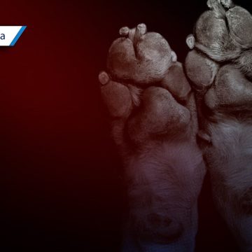 Portada Vinculan a proceso a hombre tras atropellar intencionalmente a una perrita en Tehuacán CMH Vinculan a proceso a hombre tras atropellar intencionalmente a una perrita en Tehuacán