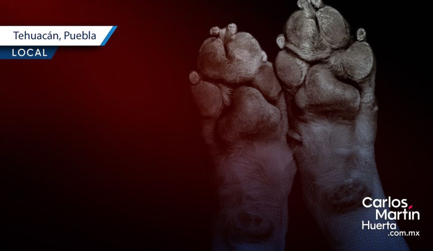 Portada Vinculan a proceso a hombre tras atropellar intencionalmente a una perrita en Tehuacán CMH Vinculan a proceso a hombre tras atropellar intencionalmente a una perrita en Tehuacán