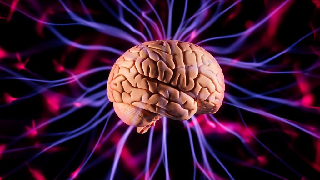 ¿Sabías que tu cerebro usa una quinta parte de tu energía? 1 cerebro supera