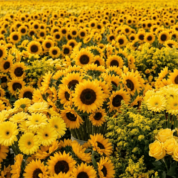 flores Primavera en Puebla: El fenómeno de las flores amarillas dispara las ventas este 21 de marzo