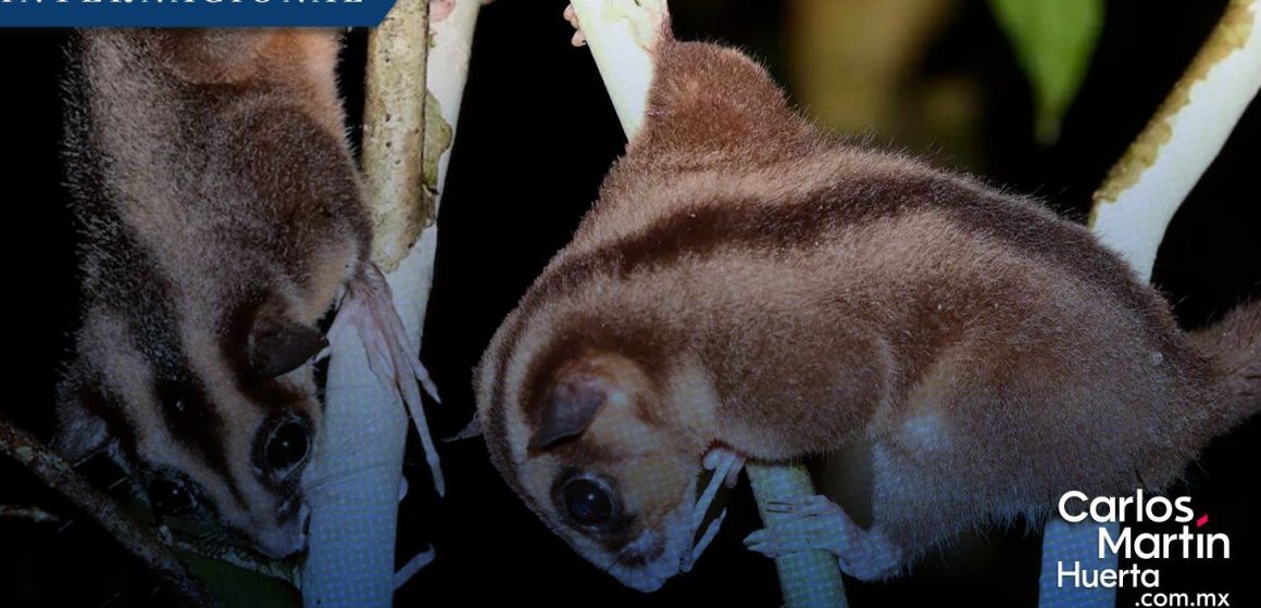 ¡Histórico! Descubren en Indonesia dos especies de marsupiales extintas hace más de 6 mil años