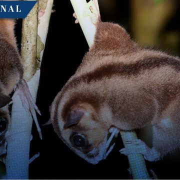 ¡Histórico! Descubren en Indonesia dos especies de marsupiales extintas hace más de 6 mil años