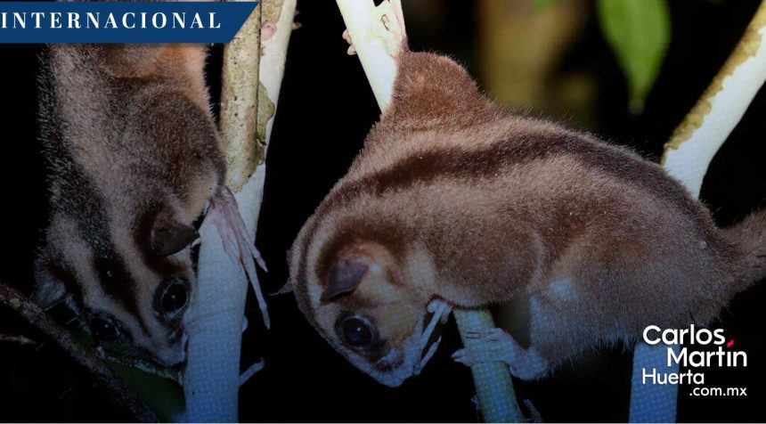 ¡Histórico! Descubren en Indonesia dos especies de marsupiales extintas hace más de 6 mil años