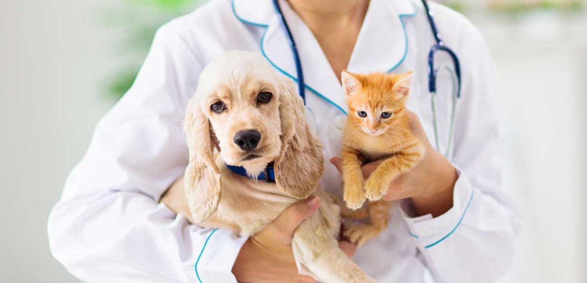 ¿Sabías que tu mascota también puede padecer diabetes? Señales de alerta que no debes ignorar