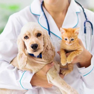 ¿Sabías que tu mascota también puede padecer diabetes? Señales de alerta que no debes ignorar