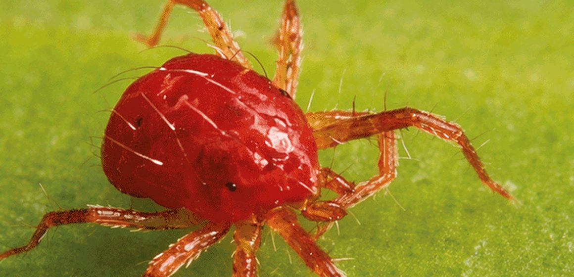 Proponen en la BUAP utilizar la Física para proteger cultivos prioritarios