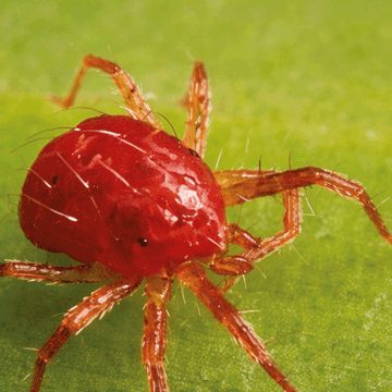 Proponen en la BUAP utilizar la Física para proteger cultivos prioritarios