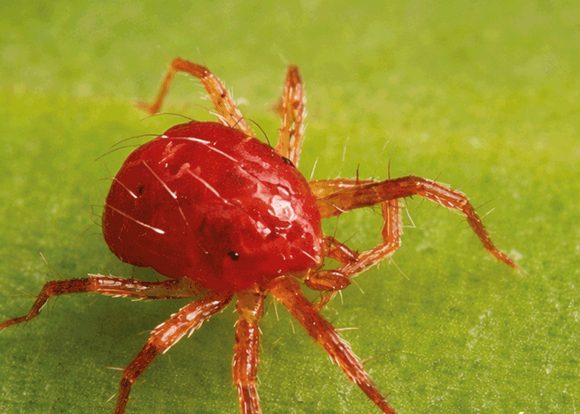 Proponen en la BUAP utilizar la Física para proteger cultivos prioritarios