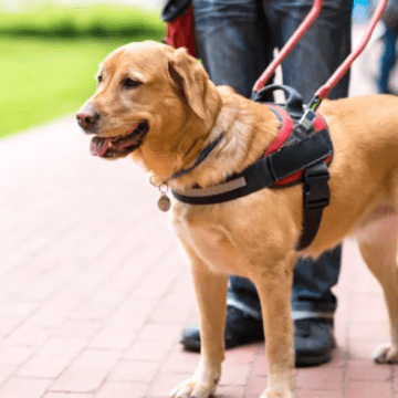 Puebla busca sancionar la discriminación contra personas con perros guía