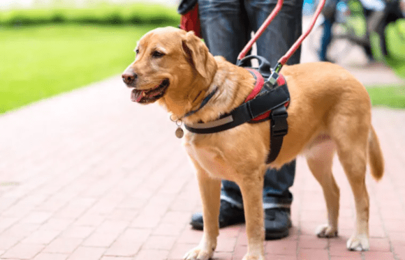 Puebla busca sancionar la discriminación contra personas con perros guía