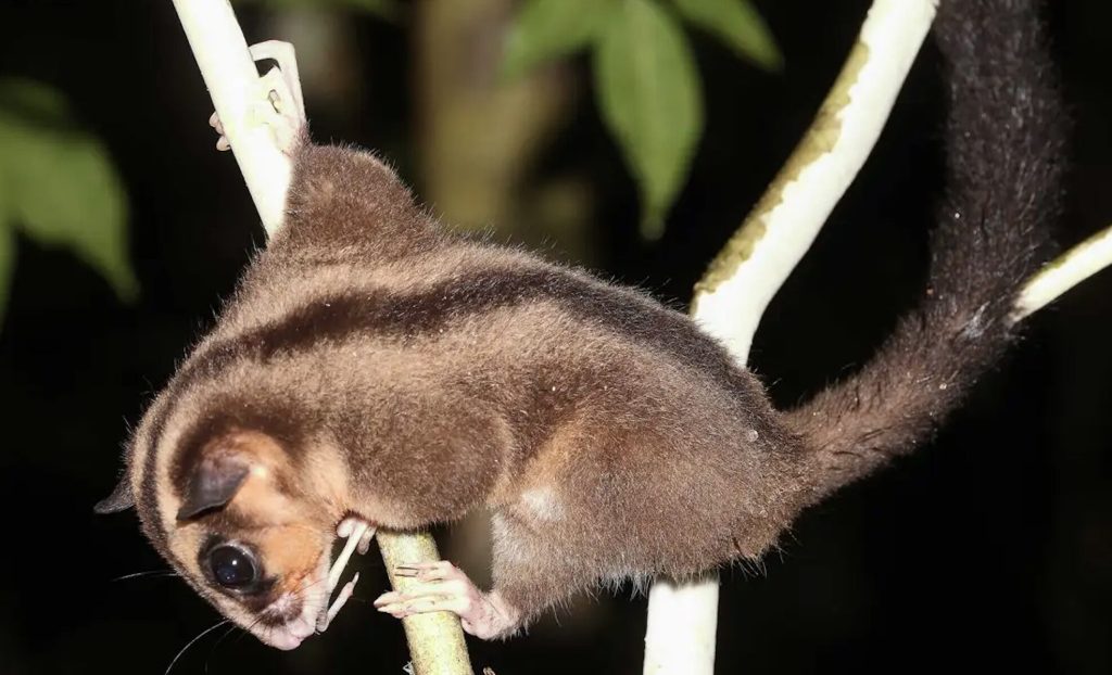 ¡Histórico! Descubren en Indonesia dos especies de marsupiales extintas hace 6 mil años