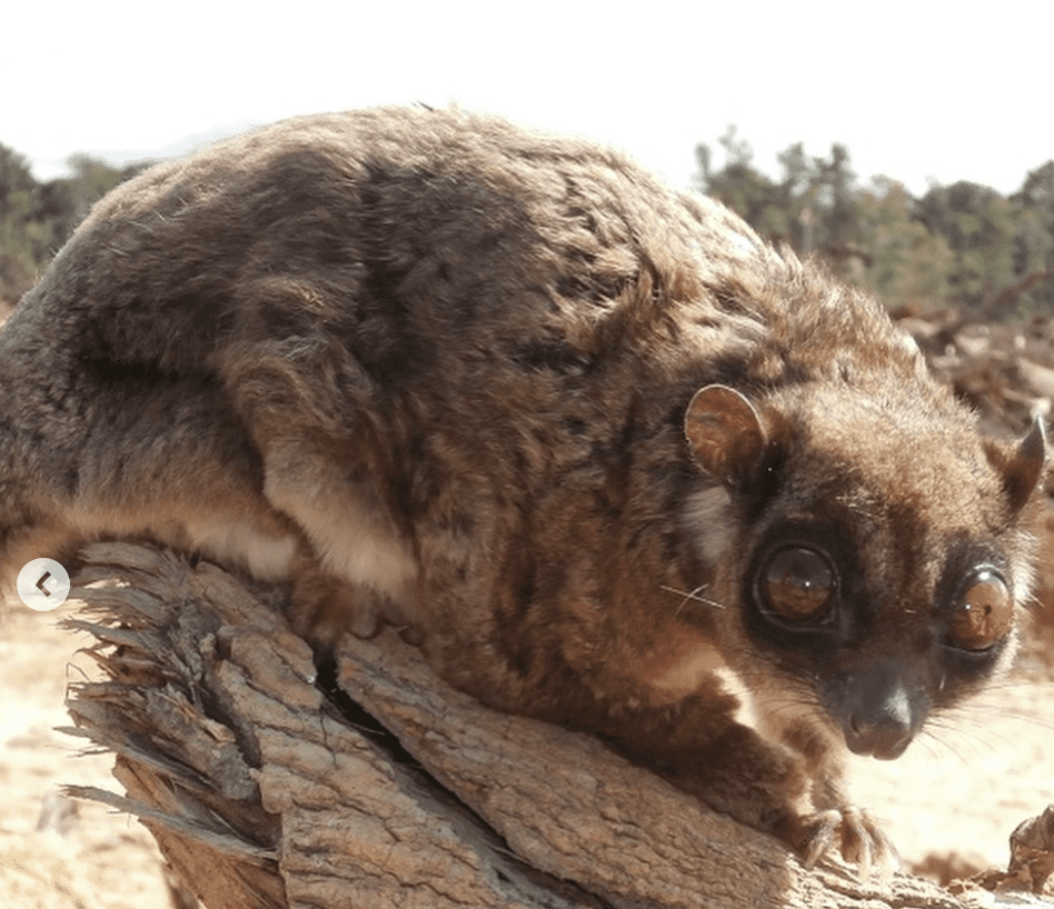 ¡Historico Descubren en Indonesia dos especies de marsupiales extintas hace 6 mil anos