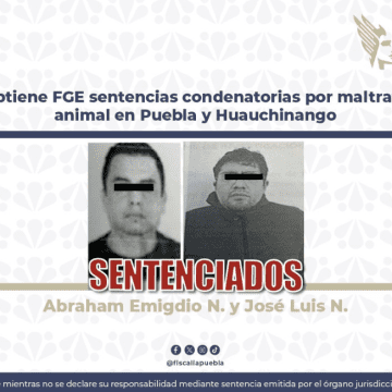 Sentencian a responsables por maltrato animal en Puebla y Huauchinango