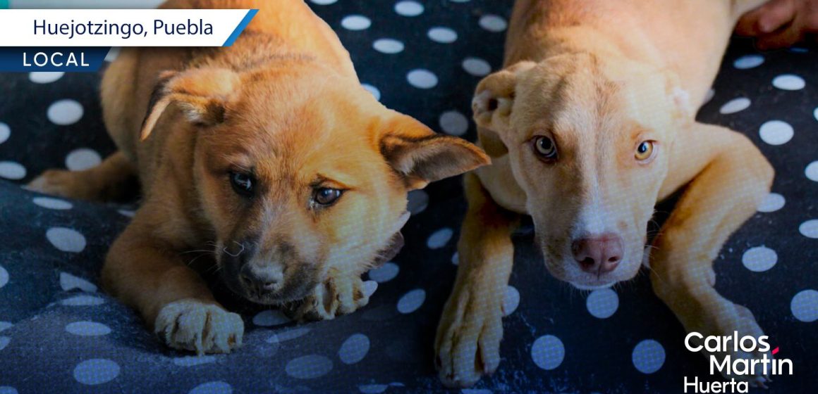 Adopción responsable en Huejotzingo: Estos lomitos rescatados buscan hogar