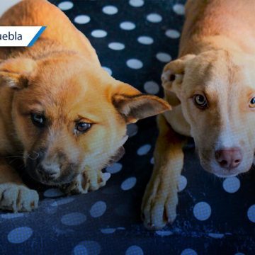Adopción responsable en Huejotzingo: Estos lomitos rescatados buscan hogar