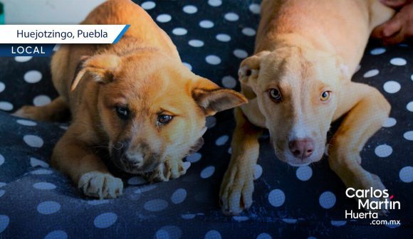 Adopción responsable en Huejotzingo: Estos lomitos rescatados buscan hogar