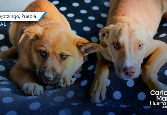 Adopción responsable en Huejotzingo: Estos lomitos rescatados buscan hogar