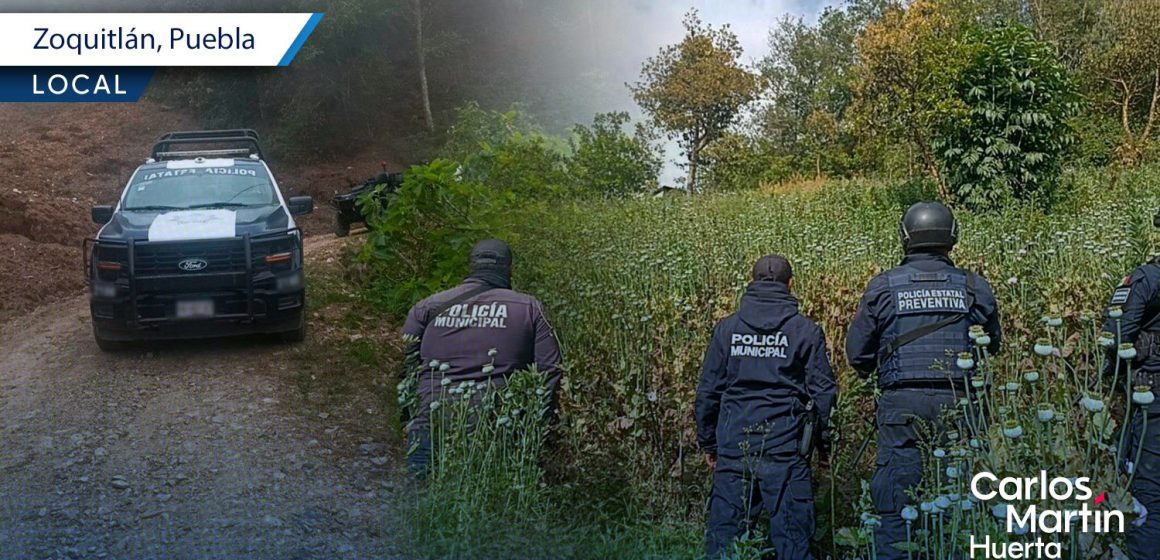 Aseguran sembradío de amapola en Zoquitlán