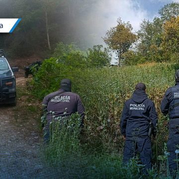 Aseguran sembradío de amapola en Zoquitlán