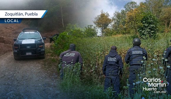 Aseguran sembradío de amapola en Zoquitlán