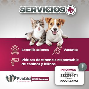 BANNERS animales 300X300.jpg