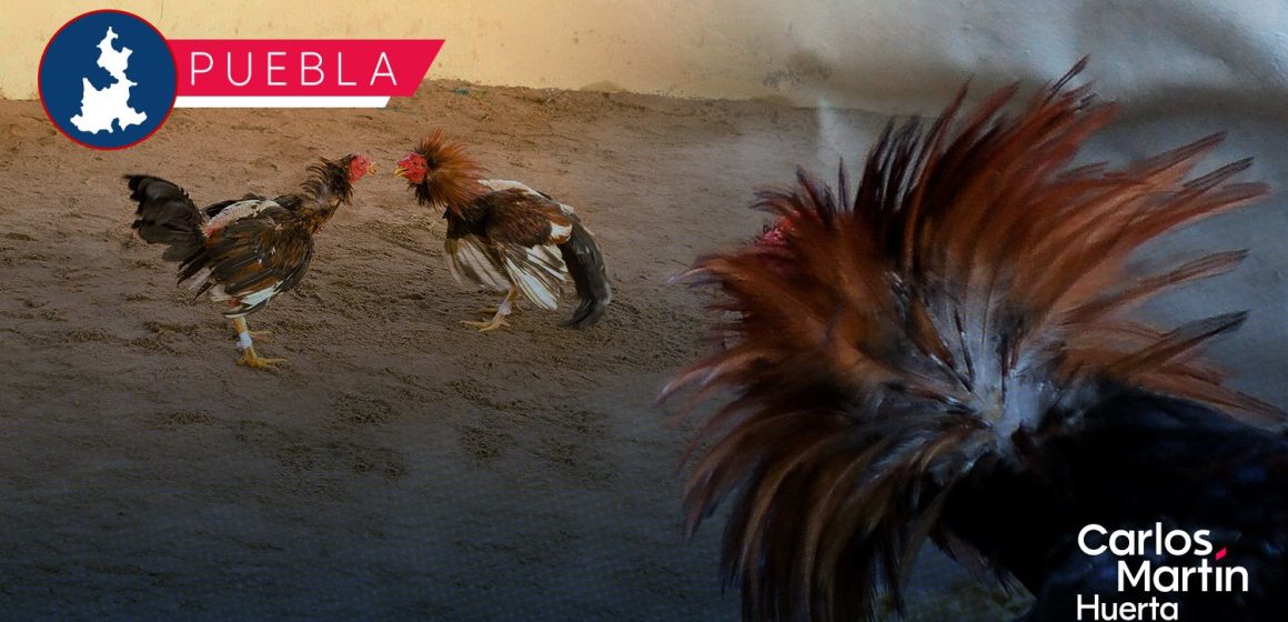 Con acción coordinada entre Bienestar Animal y Ahuatempan, suspenden pelea de gallos