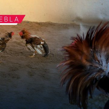 Con acción coordinada entre Bienestar Animal y Ahuatempan, suspenden pelea de gallos