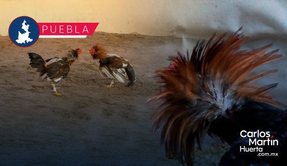 Con acción coordinada entre Bienestar Animal y Ahuatempan, suspenden pelea de gallos