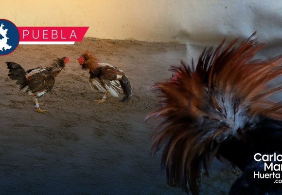 Con acción coordinada entre Bienestar Animal y Ahuatempan, suspenden pelea de gallos