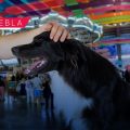 DIF Estatal impulsa la adopción de mascotas en la Feria de Puebla 2026
