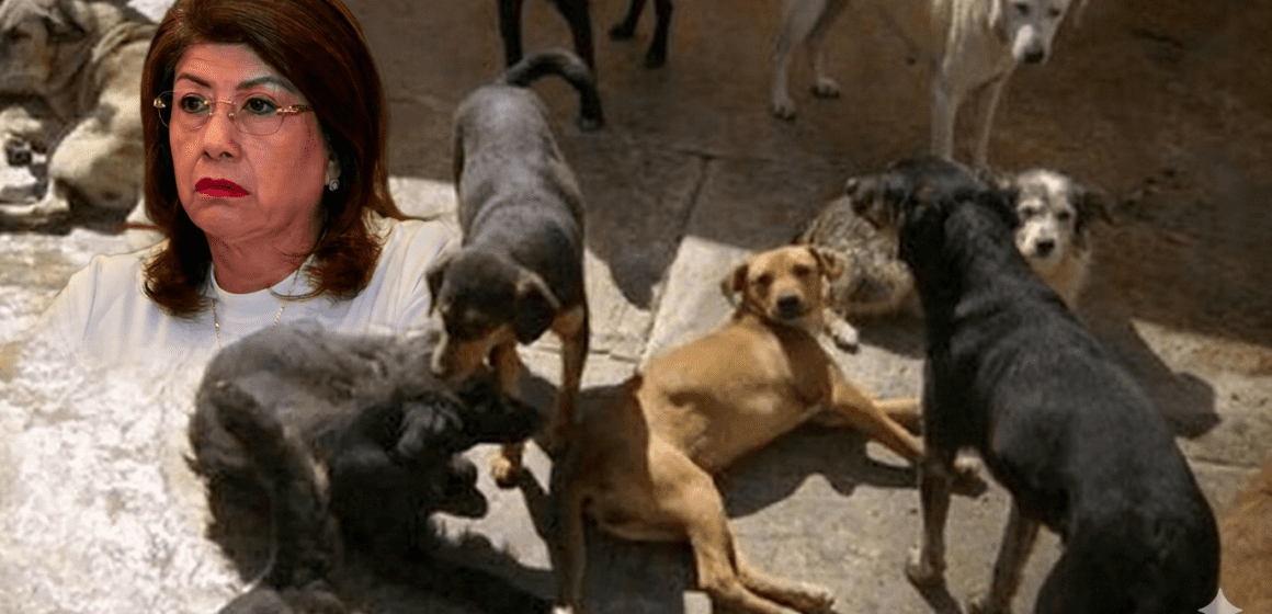 Gemini_Generated_Image_4iu7gz4iu7gz4iu7 Mariela Gutiérrez detalla la aplicación de 10 mil eutanasias caninas durante en Tecámac