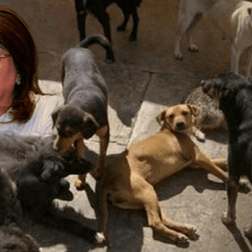 Gemini_Generated_Image_4iu7gz4iu7gz4iu7 Mariela Gutiérrez detalla la aplicación de 10 mil eutanasias caninas durante en Tecámac