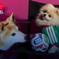 Adidas lanza colección de jerseys para mascotas del Mundial 2026