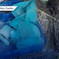 Horror en Miahuatlán: Reportan hallazgo de feto que habría sido devorado por la fauna