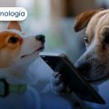 PetPhone: El primer smartphone diseñado para mascotas