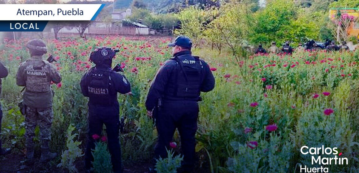  Aseguran plantío de amapola en Atempan tras operativo de la Marina y SSP