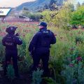  Aseguran plantío de amapola en Atempan tras operativo de la Marina y SSP
