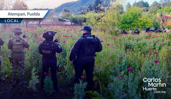  Aseguran plantío de amapola en Atempan tras operativo de la Marina y SSP
