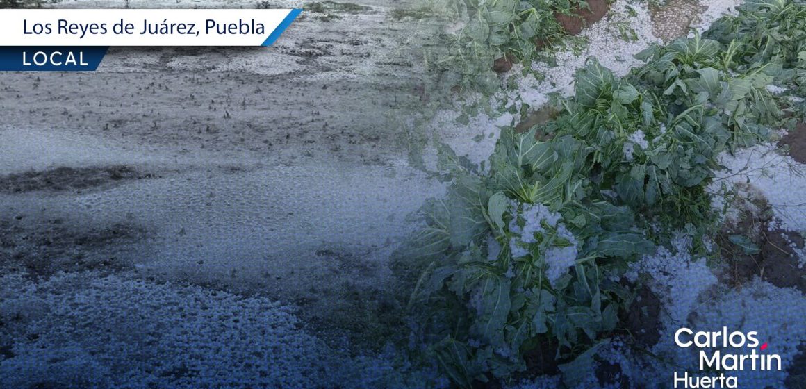 Granizada provoca daños a cultivos y viviendas en Los Reyes de Juárez