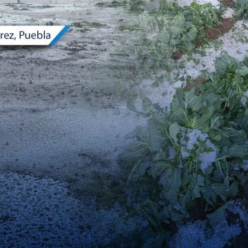 Granizada provoca daños a cultivos y viviendas en Los Reyes de Juárez