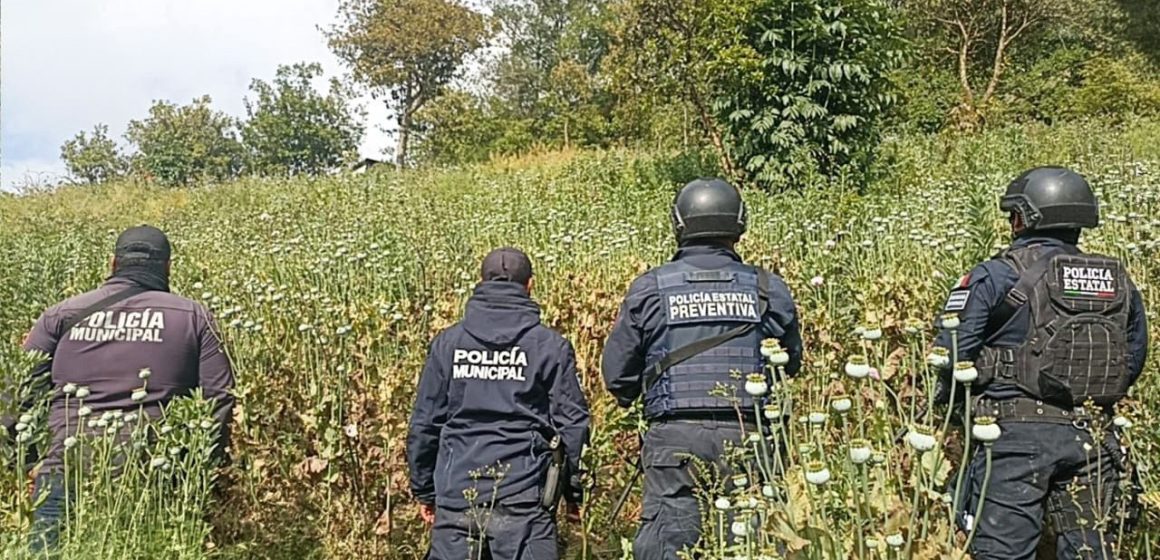 Zoquitlán: aseguran sembradío de amapola con 200 plantas ocultas entre cultivo