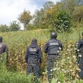 Zoquitlán: aseguran sembradío de amapola con 200 plantas ocultas entre cultivo