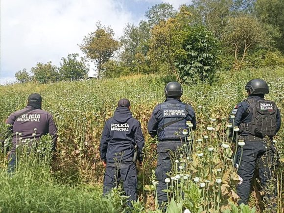 Zoquitlán: aseguran sembradío de amapola con 200 plantas ocultas entre cultivo