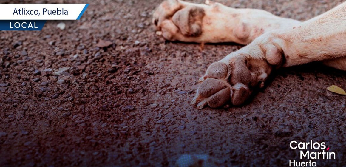 Envenenan a 5 perros y gatos en Atlixco; eran mascotas comunitarias